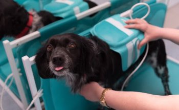 FISIOCANIS: REHABILITACIÓN Y FISIATRÍA VETERINARIA