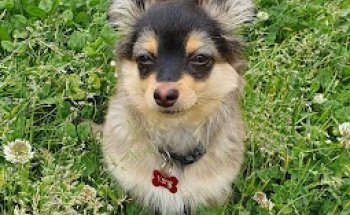 Consultorio Veterinario Reservanimal (Reserva Animal)