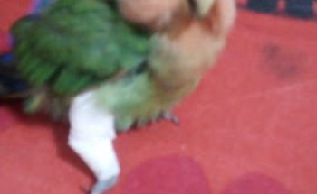 Clinica Veterinaria FAUNA