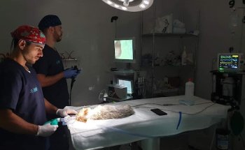 Hospital Veterinario Ciudad Real. Centro de Especialidades