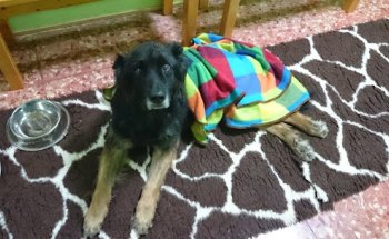 CLINICA VETERINARIA PERROS Y GATOS