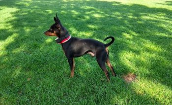 Centro Veterinario la Estrella