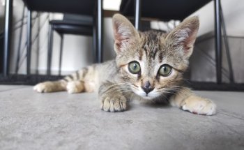 Virgen De La Sierra Ii