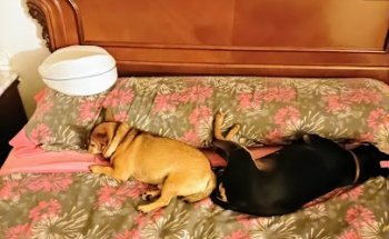 Centre Veterinari Sant Narcís