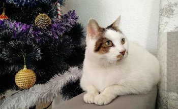 Clinica Veterinaria La Hípica