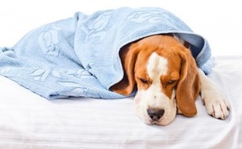 el veterinario en casa.domicilios bola de oro