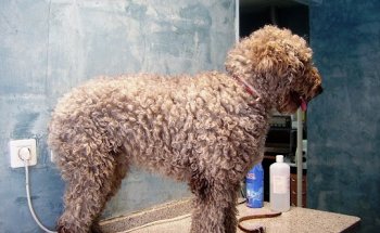 Centro Veterinario Zarabanda