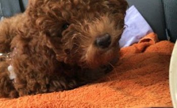 Telemedicina Veterinaria Chauchina