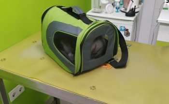 Centro Veterinario Realejo