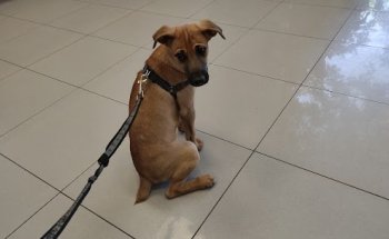 Hospital Veterinario Sur