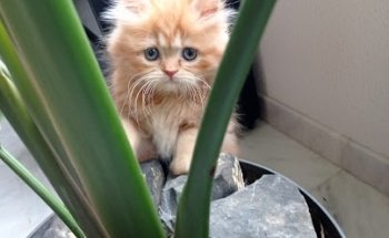 Clínica Veterinaria Arabial