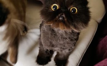 Clínica Veterinaria ALBICAN