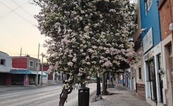 Veterinaria Mascotas