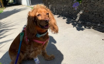 Hospital Veterinario Guadalajara
