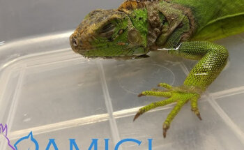 Veterinaria AMICI centro veterinario