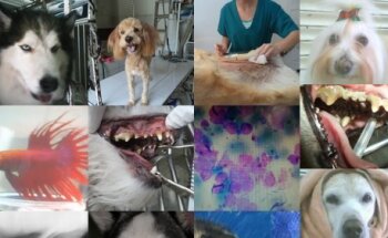 MULTISERVICIOS VETERINARIOS