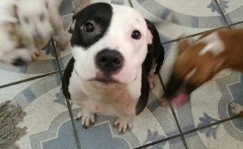 VETERINARIA ZOOHEALTH