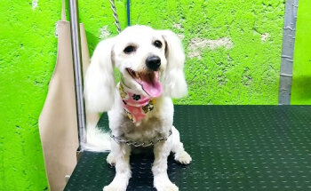 CENTRO VETERINARIO ALIVET