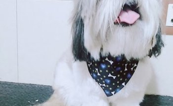 Clinica veterinaria petidoc