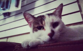 Clinica Veterinaria Itzkuintli