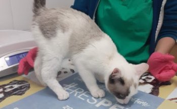 Centro Veterinario Natura