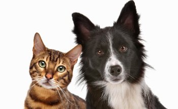 CVA - Centros Veterinarios Antúnez