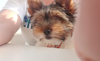 Hospital Veterinario La Ría 12H