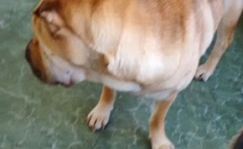 CVA - Centros Veterinarios Antúnez