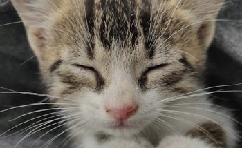 Clínica veterinaria Isla Chica