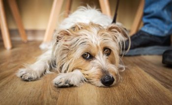 Ancana • Clínica Veterinaria