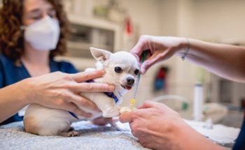 Clínica Veterinaria Zoo
