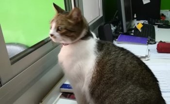 Centro veterinario Guanarteme