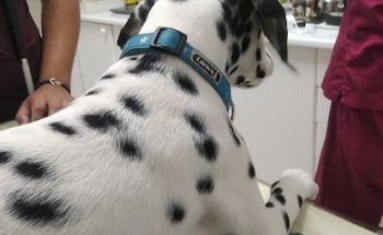 Clínica Veterinaria Vegueta