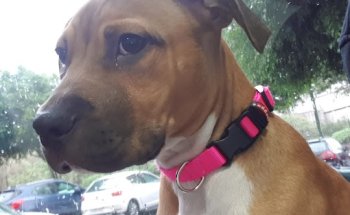 Centro Veterinario Insular