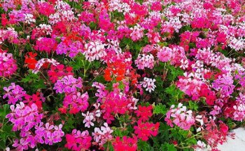 Centro Veterinario los Ruiseñores