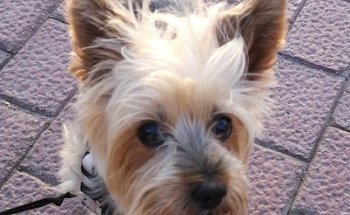 Clínica Veterinaria Acuarican