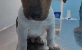 Clinica Veterinaria Carvajal