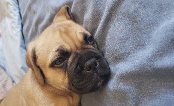 Clínica Veterinaria Jaira