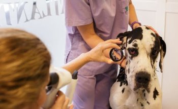 Clínica Veterinaria Atlántico