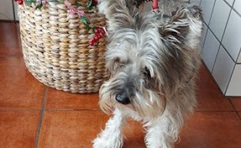 Centro Veterinario La Rambla