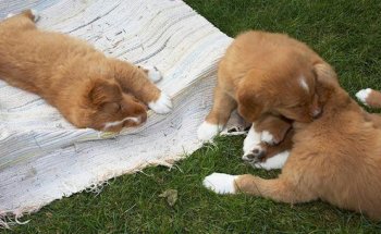 Clínica Veterinaria Los Galgos