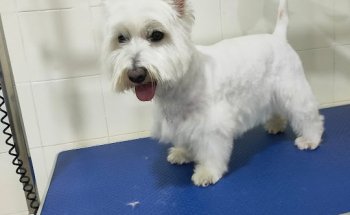 Clinica Veterinaria Hundesport canarias