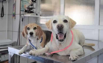 Clínica Veterinaria Escaleritas