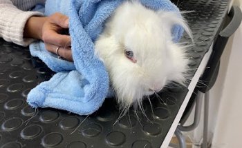 Clinica Veterinaria Macaronesia