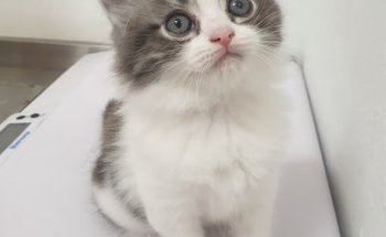 Animalia Centro Veterinario