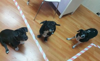 Centro Veterinario NAILA