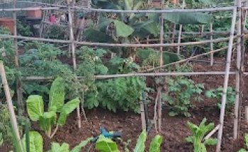 Petlife Clinica Veterinaria