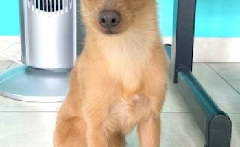 Clínica veterinaria VETCLINIC VETERINARIOS