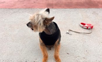 Consulta veterinaria Mascota's beach