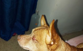 Clínica Veterinaria los Frailes